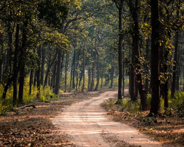 Local Cuisine in Bandhavgarh