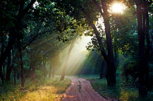 Bandhavgarh Jungle at Dusk