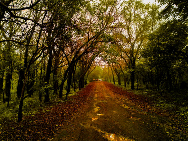Pachmarhi Landscape