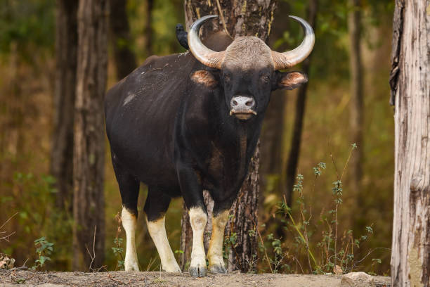 Chanderi
