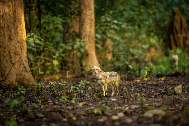 Satpura Wildlife Safari