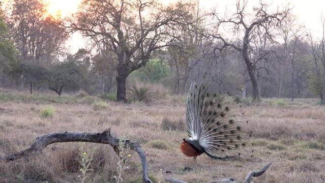 Orchha